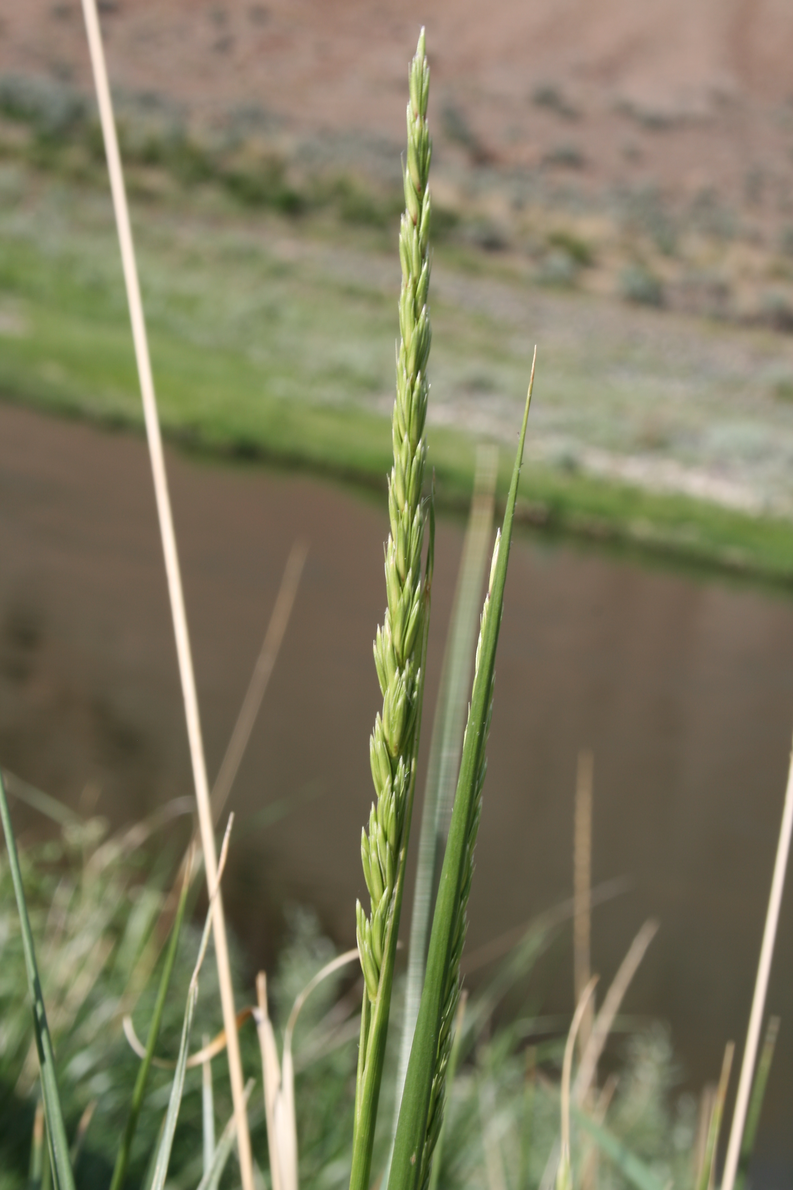 Great Basin Wild Rye (Elymus cinereus)